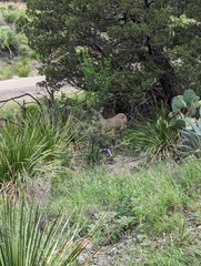 Odocoileus virginianus carminis