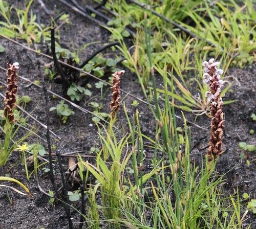Image of Disa tenuicornis by (c) Justin Ponder, some rights reserved (CC BY)