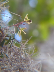 Epidendrum conopseum