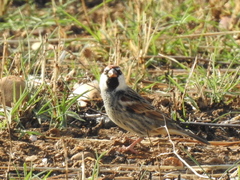 Passer hispaniolensis