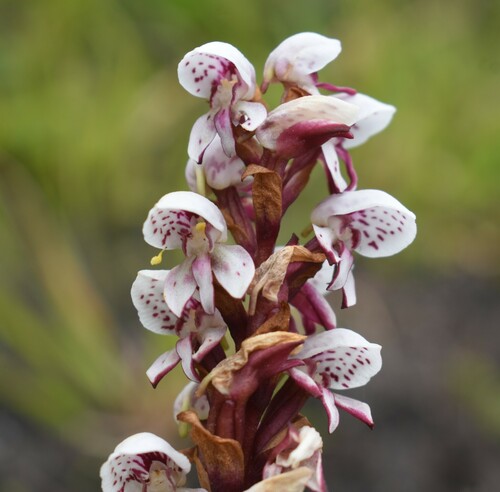 Image of Peat Disa by (c) Justin Ponder, some rights reserved (CC BY)