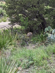 Odocoileus virginianus carminis