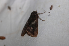 Catocala antinympha
