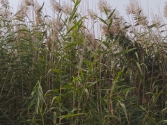 Phragmites