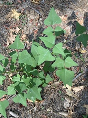 Erythrina herbacea