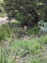 Odocoileus virginianus carminis