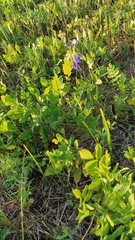Galega orientalis