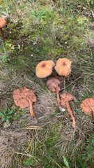 Laccaria laccata