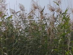 Phragmites