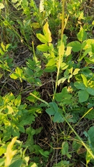 Galega orientalis
