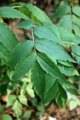 Sambucus racemosa