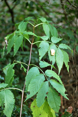 Sambucus racemosa