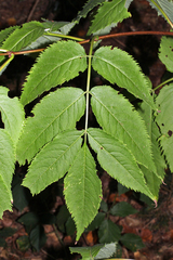 Sambucus racemosa