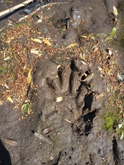 Procyon cancrivorus