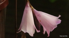 Dierama pendulum