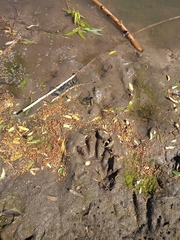 Procyon cancrivorus