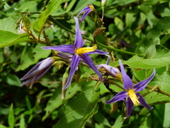 Solanum subinerme