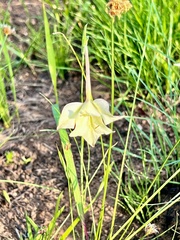 Gladiolus longicollis