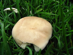 Lepista personata
