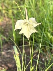 Gladiolus longicollis