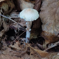 Lepiota