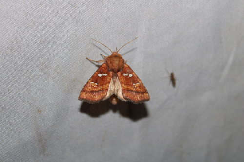 Bracken Borer Moth photo 5