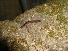 Diplopoda