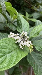 Tournefortia rufosericea