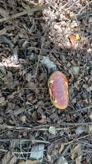 Gecarcinus lateralis