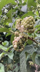 Tournefortia rufosericea