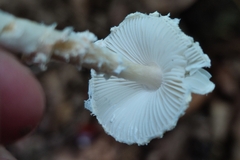 Lepiota
