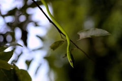Ahaetulla prasina