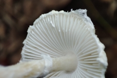 Lepiota