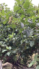 Tournefortia rufosericea