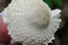 Lepiota