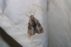Catocala andromedae