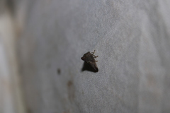 Telamona
