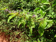 Solanum subinerme