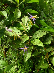 Solanum subinerme