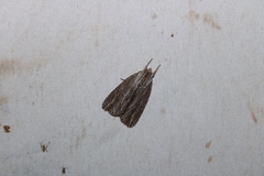 Acronicta lithospila