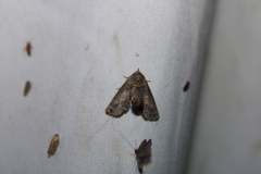 Paectes abrostoloides