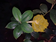 Monocostus uniflorus