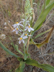 Cyanella hyacinthoides