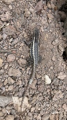 Microlophus bivittatus