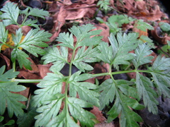 Anthriscus sylvestris