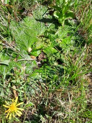 Arctopus echinatus