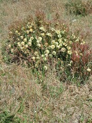 Protea scolymocephala