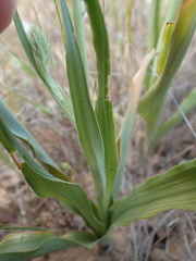 Cyanella hyacinthoides