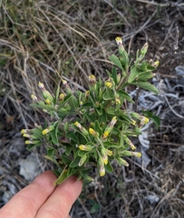 Brickellia cylindracea