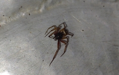 Steatoda nobilis